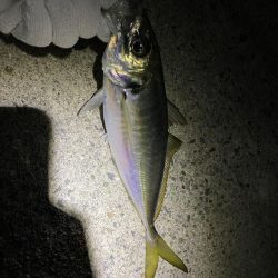 初尺アジは気持ち悪い