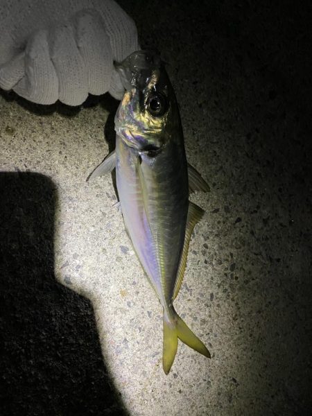 初尺アジは気持ち悪い