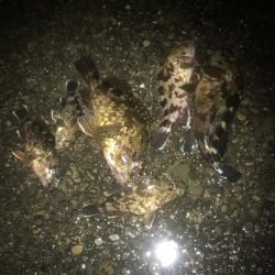 一誠　ハネエビロッド2 鱗付け完了