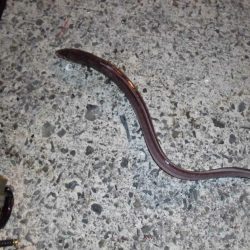 爆風の中でのアナゴ釣り