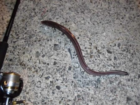 爆風の中でのアナゴ釣り