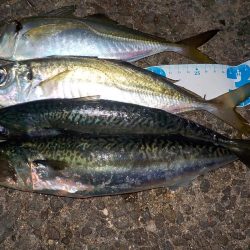 今年のラストは？