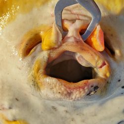 久しぶりの紀ノ川飲ませ