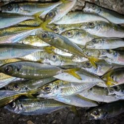 アジング、メバリング