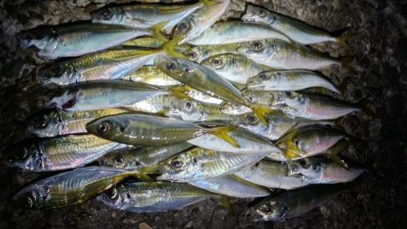 アジング、メバリング