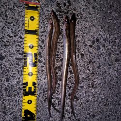 アナゴ食べたい