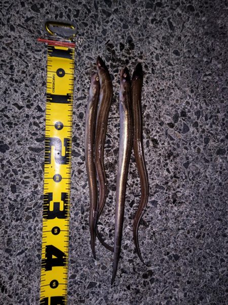 アナゴ食べたい