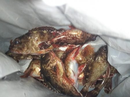 癒やしのガッシー