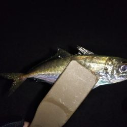 ガシリングからの～アジング