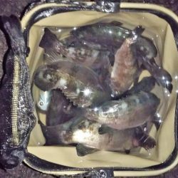 メバリング本格化