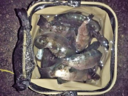 メバリング本格化