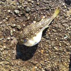 まだまだ青物！カワハギも！