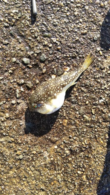 まだまだ青物！カワハギも！