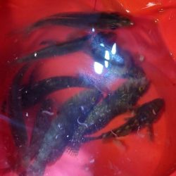 中アジと仲間たち