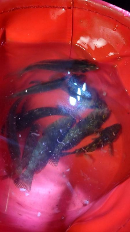 中アジと仲間たち