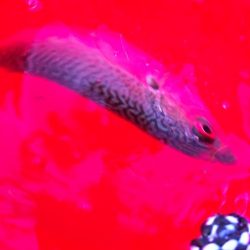 ついにきた!ヘダイとボラを釣る