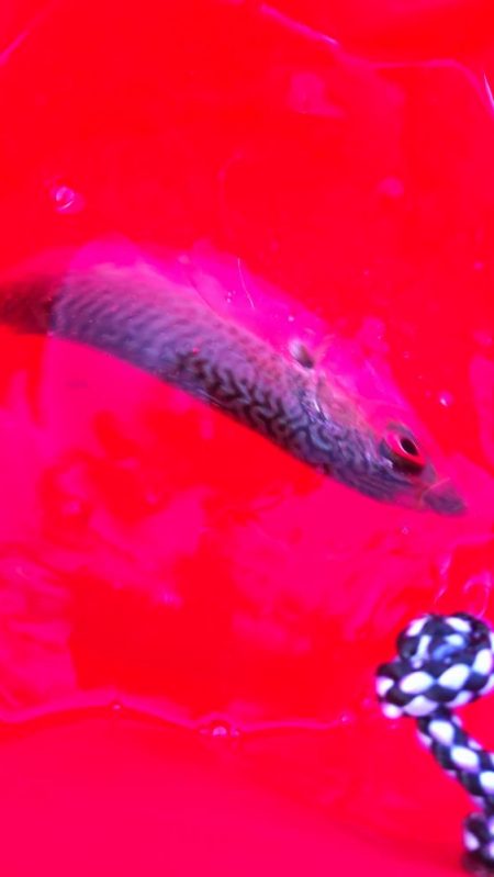 ついにきた!ヘダイとボラを釣る