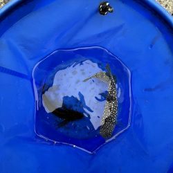 カレイ不在!!フグとヒトデ出勤中