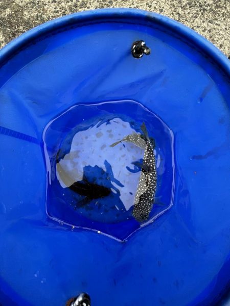 カレイ不在!!フグとヒトデ出勤中