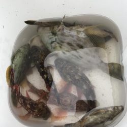 ブラクリ&胴付き仕掛けでカワハギ　好調