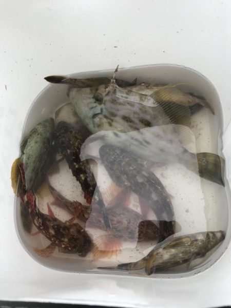 ブラクリ&胴付き仕掛けでカワハギ　好調