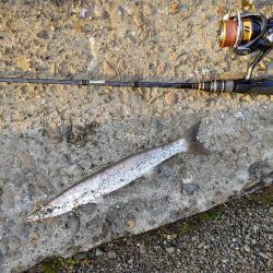 カマスと堤防シイラ