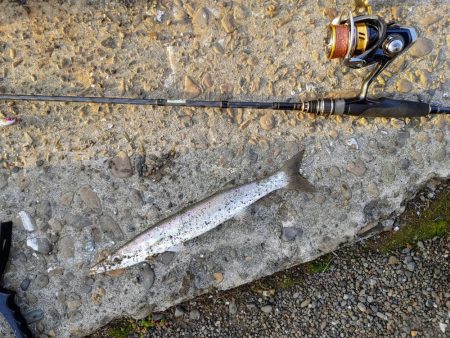 カマスと堤防シイラ