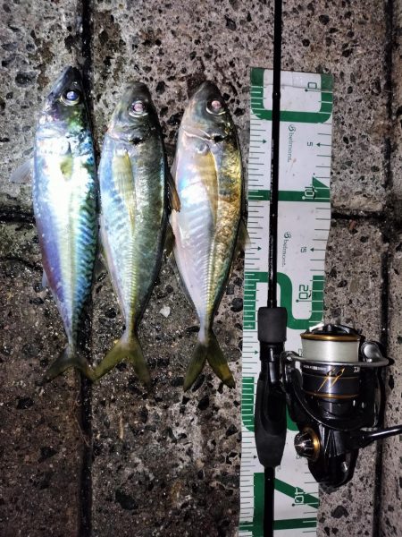 今日は厳しい…