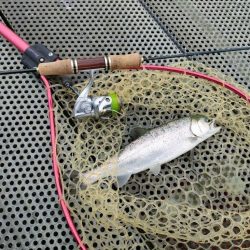 半年ぶりに魚を釣りました。