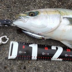 初ブリ80cm＆メジロ77㎝