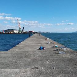 播磨新島のキス釣行
