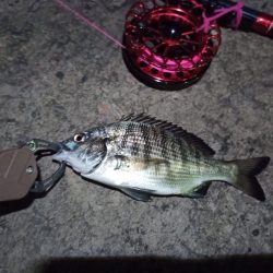 2022/12/06 南港ヘチ釣り釣行