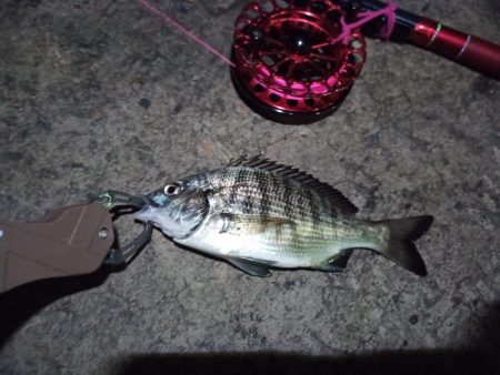 2022/12/06 南港ヘチ釣り釣行