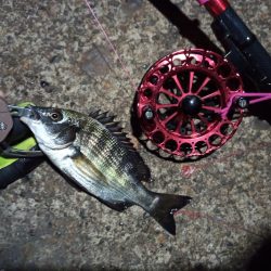 2022/12/10 南港ヘチ釣り釣行