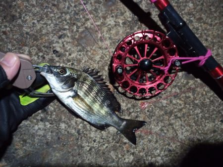 2022/12/10 南港ヘチ釣り釣行