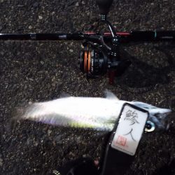 2022/12/11 南港ライトゲーム釣行