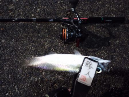 2022/12/11 南港ライトゲーム釣行