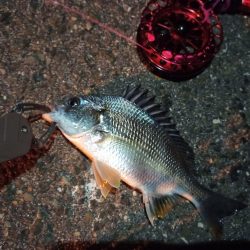 2022/12/14 南港ヘチ釣り釣行