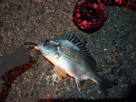 2022/12/14 南港ヘチ釣り釣行