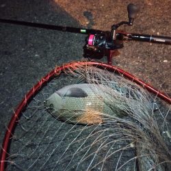 2022/12/15 南港ライトゲーム釣行