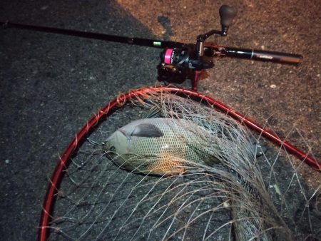 2022/12/15 南港ライトゲーム釣行