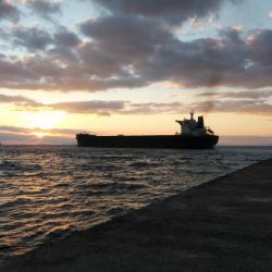 播磨新島のキス調査