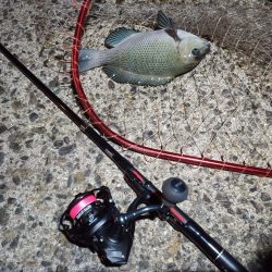 2022/12/21 南港ライトゲーム釣行