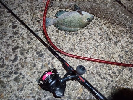 2022/12/21 南港ライトゲーム釣行