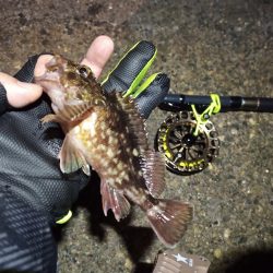 2022/12/26 南港ヘチ釣り釣行