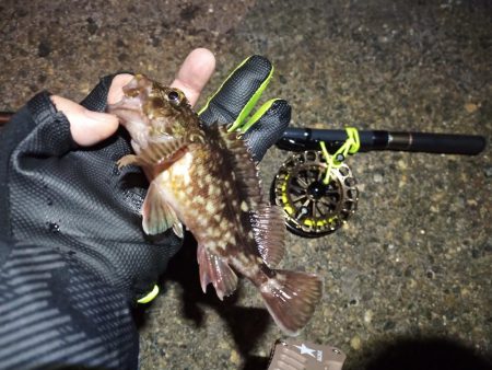 2022/12/26 南港ヘチ釣り釣行