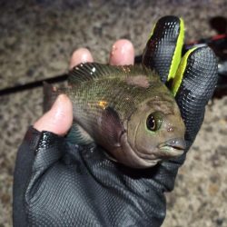 2022/12/31 南港ライトゲーム釣行