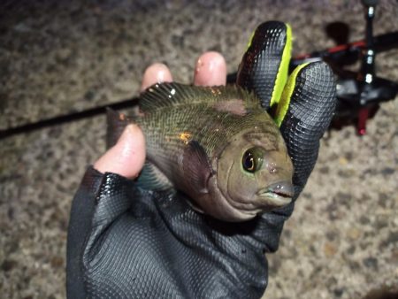 2022/12/31 南港ライトゲーム釣行