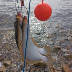 釣り納めでヒラメ4匹