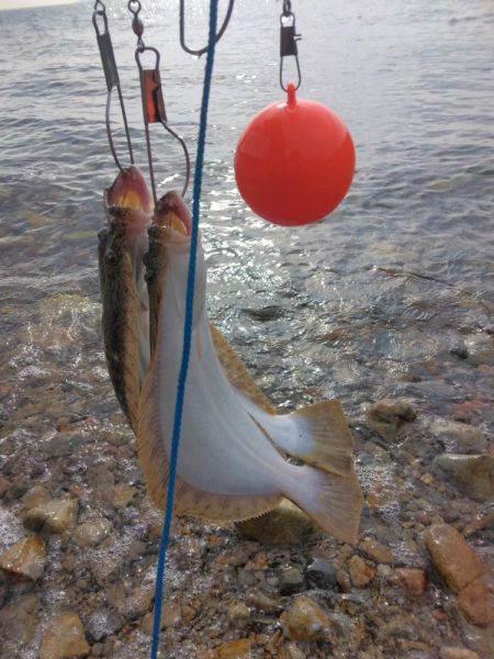 釣り納めでヒラメ4匹